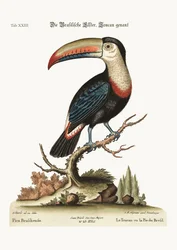 The Toucan or Brasilian Pye, 1749-73